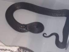 Sissend souvenir: Gezin uit Emmen vindt grote zwarte slang in dakkoffer na terugreis uit Zweden