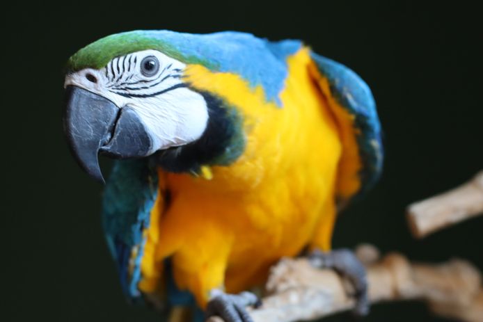 De Nijverdalse papegaai Feniks is gevlogen...