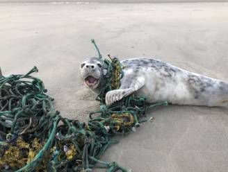 Vast in net groter dan het beestje zelf: steeds meer verstrikte zeehonden aangetroffen in Nederland