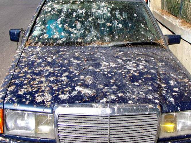 Vogelpoep en insectenresten zijn hardnekkig, maar met dit trucje is je auto zo weer schoon