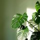 Verwarming aan? Neem deze maatregelen voor je planten
