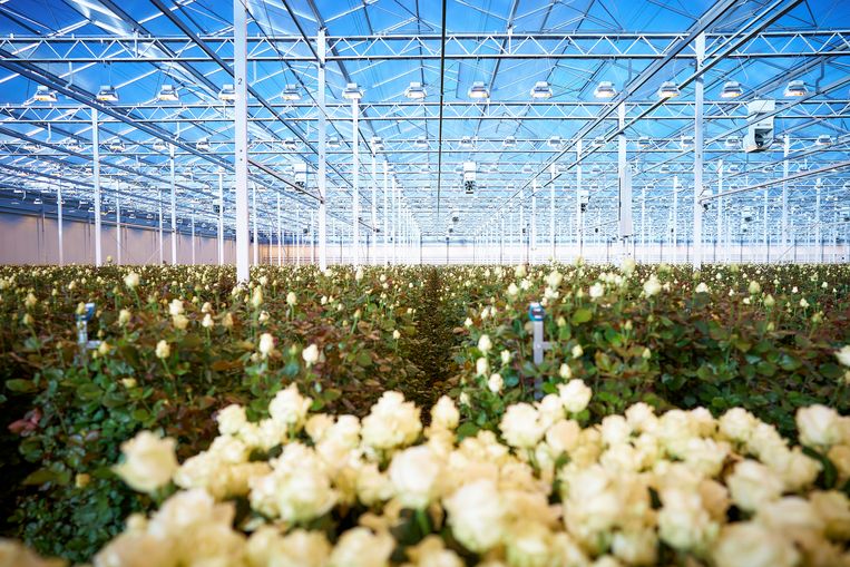 Tuinbouwkas krijgt dak van zonnepanelen, nu op zoek naar gewassen die er gedijen - Trouw
