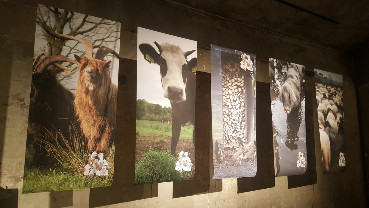 Drenthe’s ‘Big Vief’. Beeld Rosa Dietz