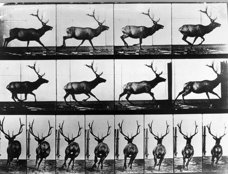 Edward Muybridge's bewegingsstudie uit 1887. Beeld Getty Images