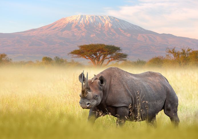 Een neushoorn aan de Kilimanjaro