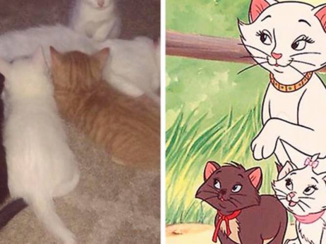 ‘Aristocats’ in't echt: zwerfkat Duchess wereldberoemd dankzij kittens, die sprekend lijken op de Disneyfilm