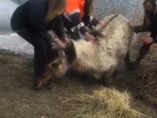 Stortvloed aan reacties na 'redden' paard uit Oostvaardersplassen