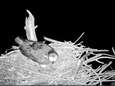 Webcam-visarend in de Biesbosch legt eerste ei: ‘Als alles goed gaat, zien we eind mei het kuiken’