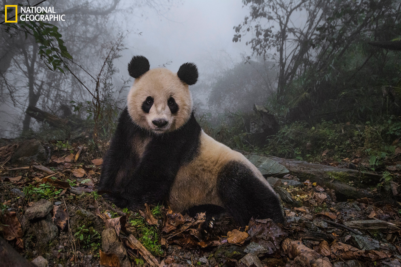 A sixteen-year-old giant panda inside her enclosure at the Wolong Nature Reserve.