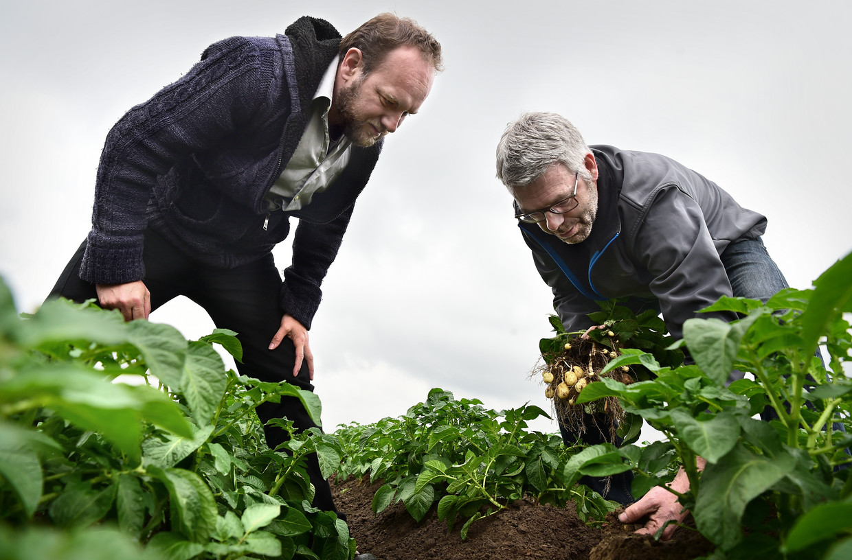 Herman van Bekkem (L) krijgt uitleg over onkruidbestrijding van aardappelteler Dingeman Burgers, die werkt volgens de richtlijnen van het PlanetProof-keurmerk. Beeld Marcel van den Bergh / Volkskrant 