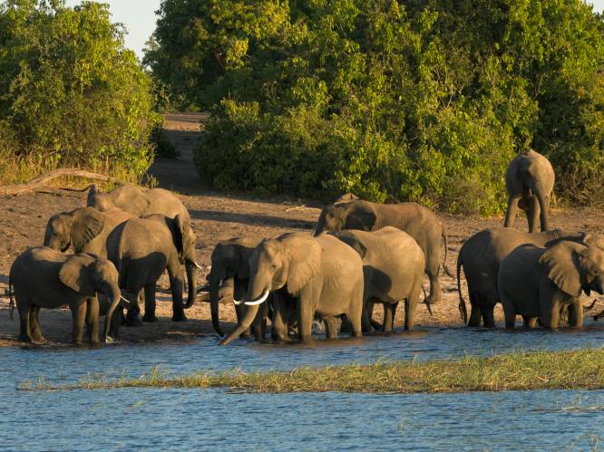Botswana veilt 'pakketten' voor jacht op olifanten