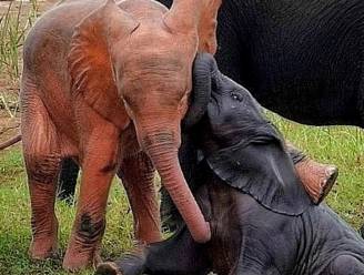 KIJK. Uiterst zeldzaam ‘roze’ olifantje gespot in Zuid-Afrika