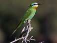 Kleurrijke vogel, de groene bijeneter, voor de eerste keer ooit in ons land gespot