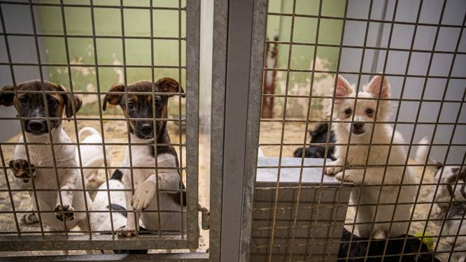 Tijd dringt voor Eerselse fokkers Kwispel Enzo:  honderden honden moeten nog nieuw onderdak krijgen
