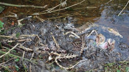 Vier mysterieuze kadavers in gracht langs Leischoot