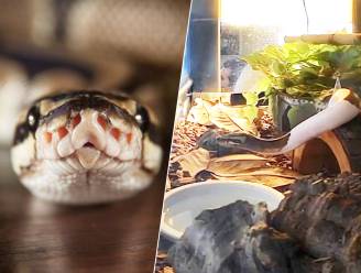 Hilarische beelden van python Monty die indrukkende scheet laat