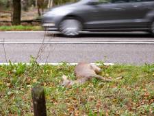 Er liggen de afgelopen weken vaak dode dieren langs de weg. Hoe komt dat?