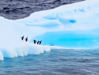 Koddige pinguïns hebben lol in hun 'ijsspeeltuin'