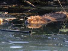 Bever duikt op in natuurgebied Kampina: ‘Hij is meer dan welkom’