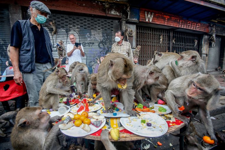 Apen bij de Phra Prang Sam Yot-tempel, een andere tempel in Thailand dan in het verhaal.  Beeld SOPA Images/LightRocket via Getty