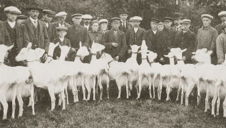 De rk-geitenfokvereniging van Veghel in 1919. Beeld BHIC