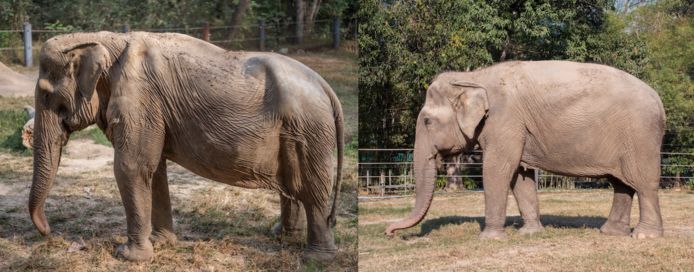 Comparison image shared by WFFT.  On the left, Bi Lin with a sloping back, on the right, the elephant Thung Ngern with a normal, plump back.