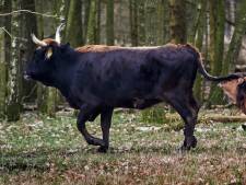 ‘Grazelands’ is nieuwe naam van stichting achter tauros, het teruggefokte oerrund 