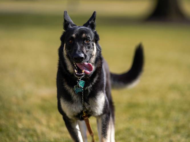 Hond VS-president Biden krijgt training en zal terugkeren naar Witte Huis