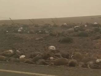 Schokkende beelden tonen karkassen van verbrande dieren langs weg in Australië
