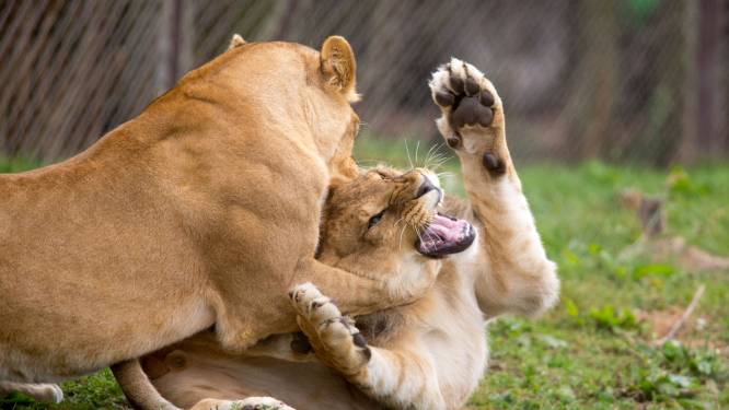 Koorts, hoesten, niezen: leeuwin Dana van dierenpark Pairi Daiza test positief op coronavirus
