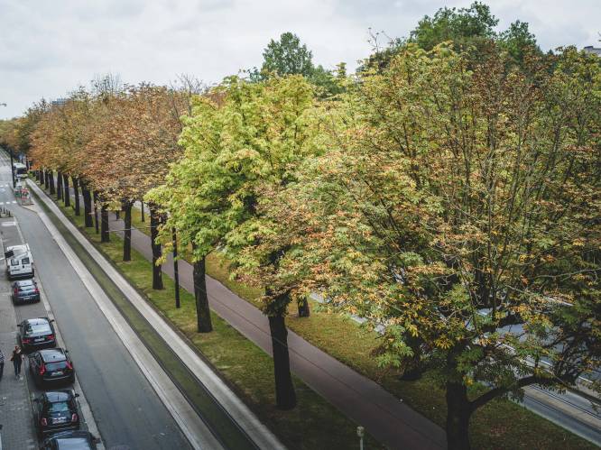 Zie jij drie bomen uit jouw raam? Milieu-organisatie onderzoekt hoe groen Gent écht is: “Er is nog werk aan de winkel”