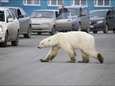 Uitgeputte ijsbeer duikt 1.500 kilometer van natuurlijke habitat op in Rusland