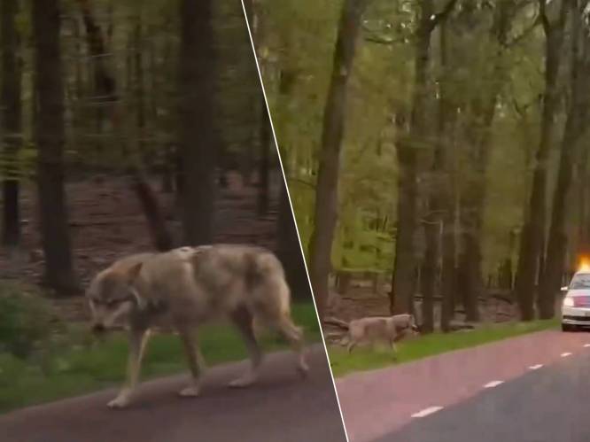 KIJK. Nederlandse automobilisten filmen wolf die vlakbij hun auto’s komt: “Mogelijk hebben mensen hem gevoederd”