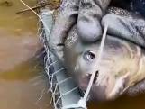 Tanden van deze vis zijn zo scherp dat visser hem gebruikt om plastic straps te 'knippen'