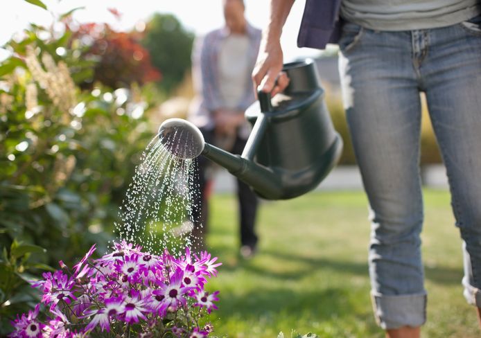 Water rechtstreeks op bloemen sproeien: dat doe je beter niet. Wim Trio geeft advies over hoe je de verzorging van planten in pot, in volle grond en in de serre wél correct aanpakt.
