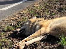 Campagne: voor de wolf is het te laat, maar aso-gedrag in de natuur moet stoppen
