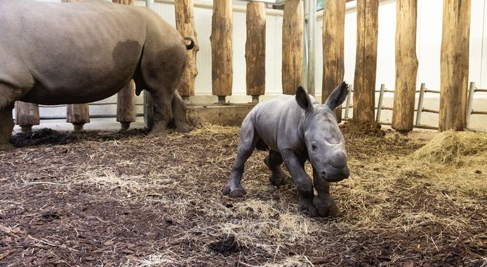 Nieuw neushoornjong geboren in Burgers' Zoo