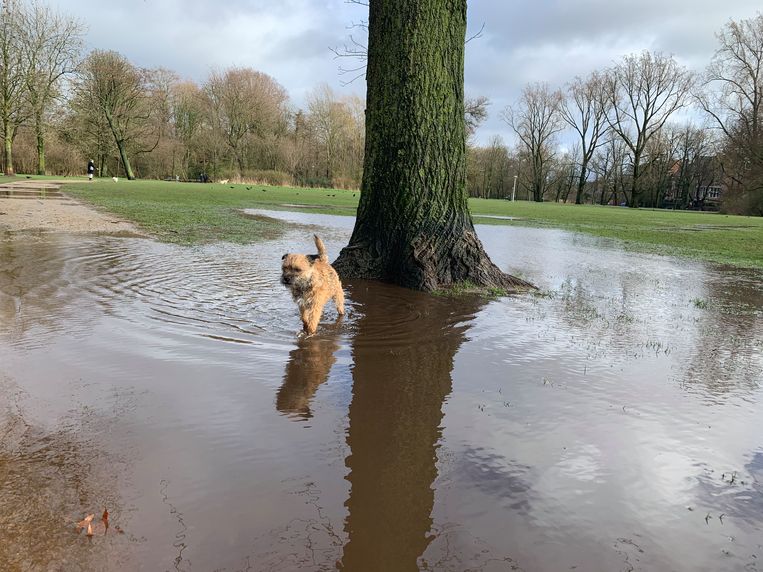 Hond heeft net plasje tegen boom gedaan in het Vondelpark. Beeld Jorijn Zijlstra