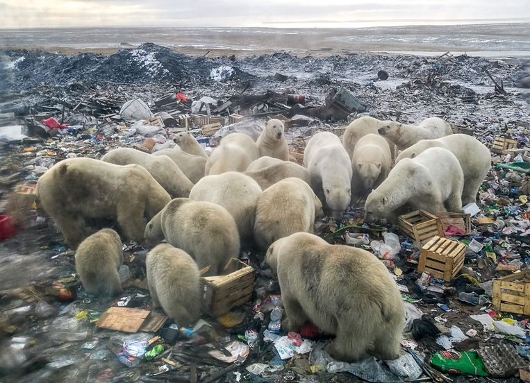 Archiefbeeld uit 2018. IJsberen aan een afvalberg bij het Russische dorp Belushya Guba. Beeld AFP