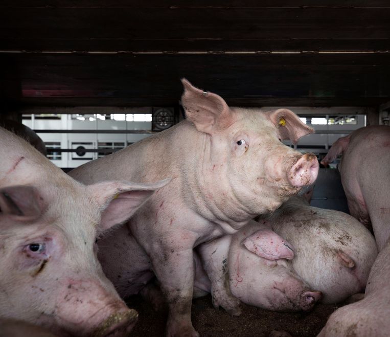 Er gaat vaak al veel mis bij het transport van varkens. Beeld Werry Crone