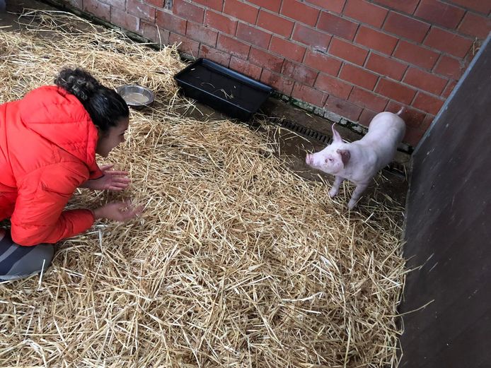 Chatilla van Grinsven heeft een biggetje behoed voor de slacht. Ze kreeg ‘Chati’ van een Duitse boer.