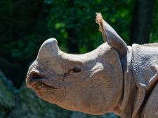 De Indische mannetjesneushoorn is zijn leven niet zeker