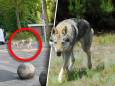 Is het een wolf of een hond? Test hier of jij het verschil kunt zien!