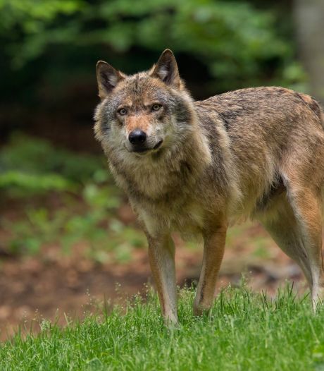 ‘De wolf is slachtoffer van de geldwolf en houdt niet eens van schapenvlees’