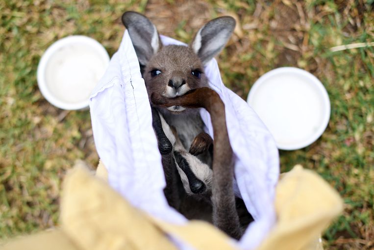 Een kangoeroe die door vrijwilligers is gered van de bosbranden in Australië. Beeld AFP