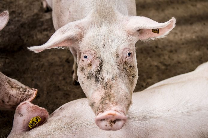 De Raad van State probeert binnen zes weken uitspraak te doen in een rechtszaak van de Geesterense varkenshouderij Oude Voshaar over tegenvallende rendementen van combi-luchtwassers.