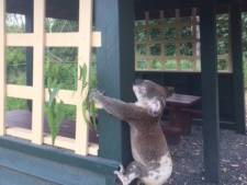 Koala vastgeschroefd aan paal in Australië