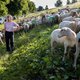 Meer dan een miljoen kilo wol gaat jaarlijks de verbrandingsoven in. Doodzonde, vindt het Hollands Wol Collectief.