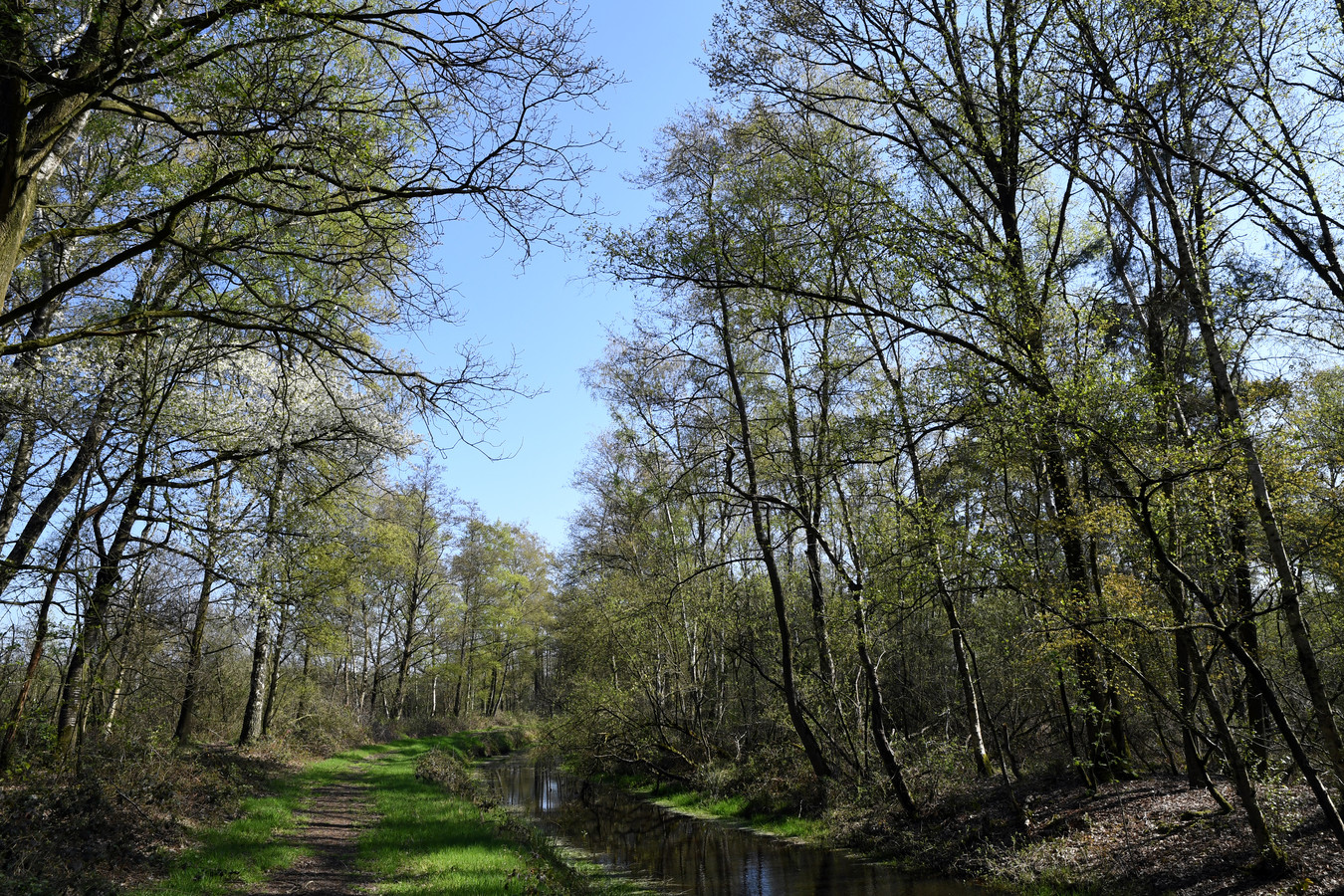 Een bosgebied in de buurt van Breda