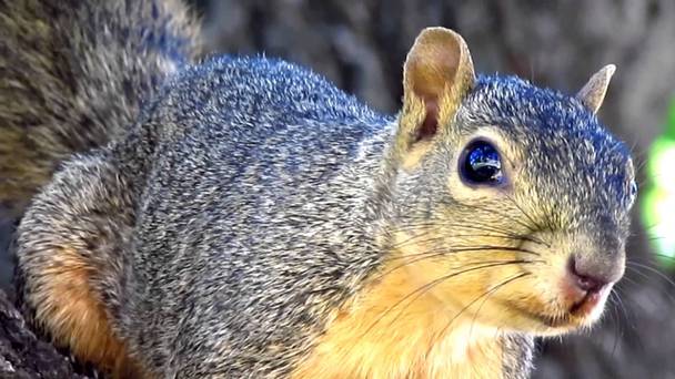 The Super Squirrels